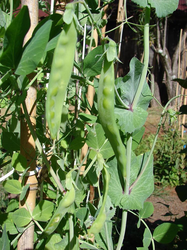 Amish Snap Pea — Full grown