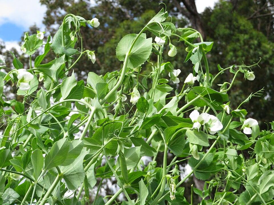 Amish Snap Pea — Growing