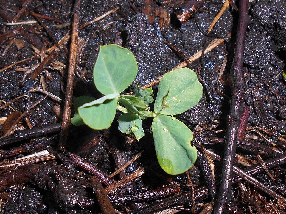 Amish Snap Pea — Young
