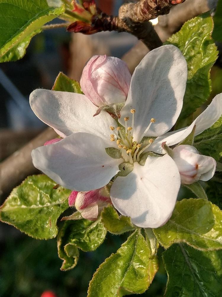 Apple Tree — Growing