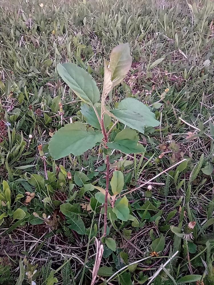 Apple Tree — Young