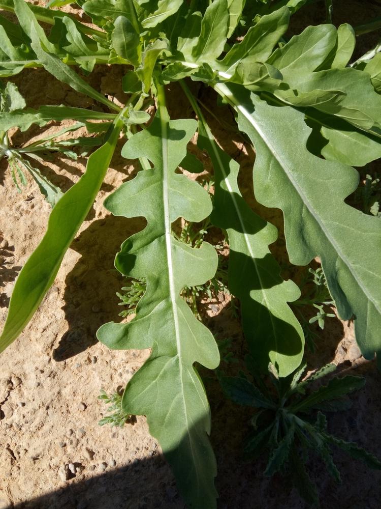 Arugula — Growing