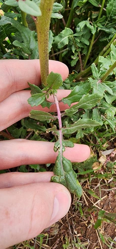 Arugula — Young