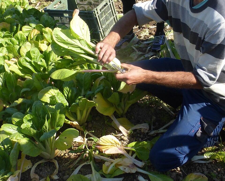Pac Choi 'Baby Choi' — Full grown