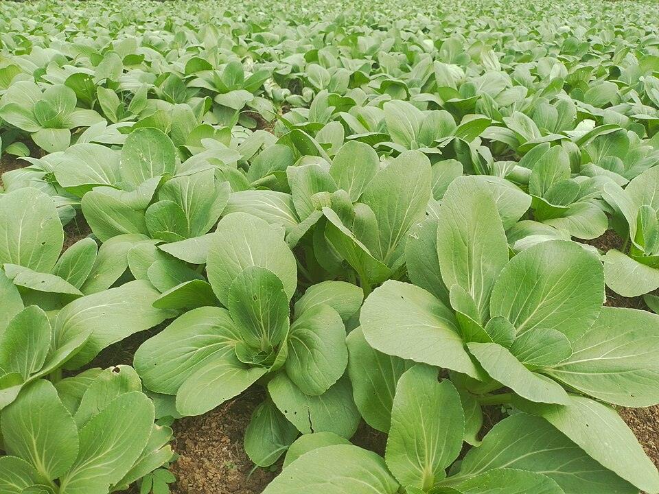 Pac Choi 'Baby Choi' — Growing