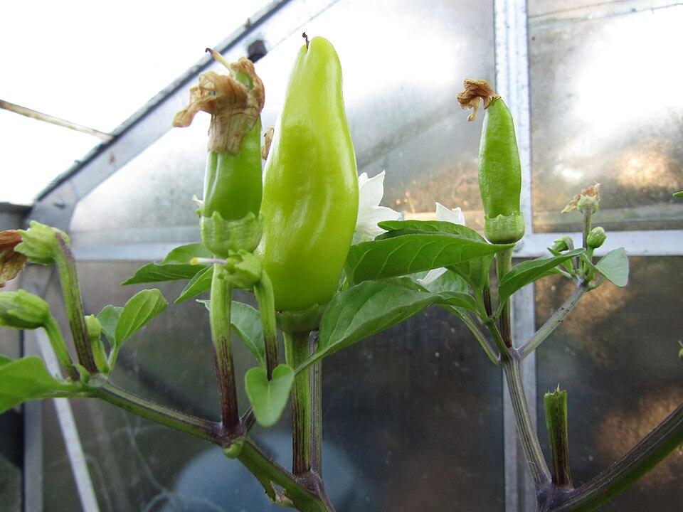 Pepper (Banana) — Growing