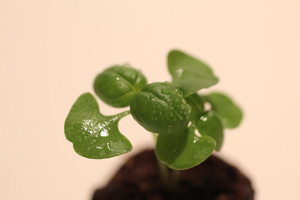 Green Basil — Young