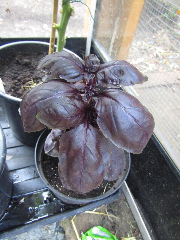 Purple Basil — Growing