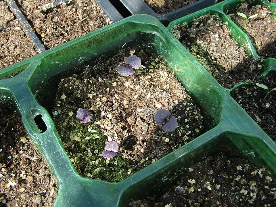 Purple Basil — Young
