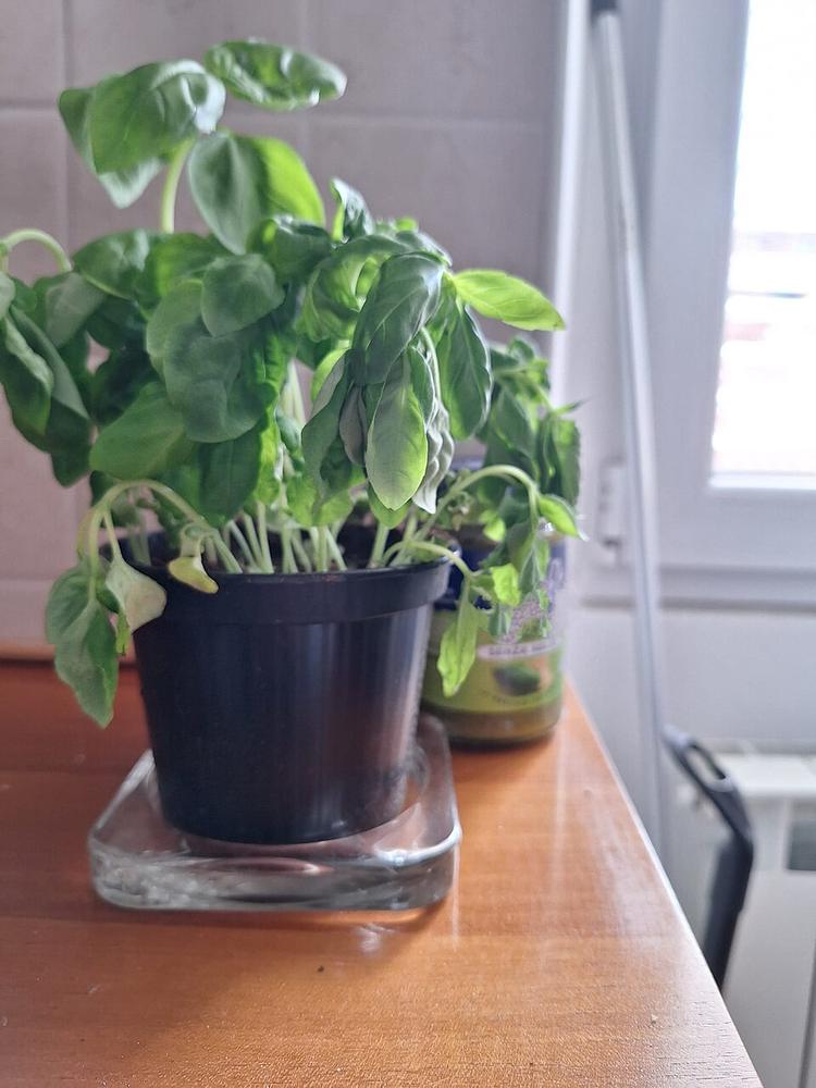 Basil — Growing
