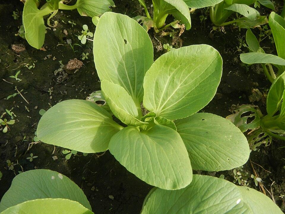 Green Bok Choy — Growing