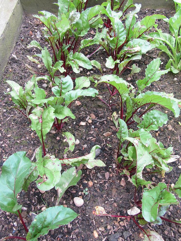 Beets — Growing