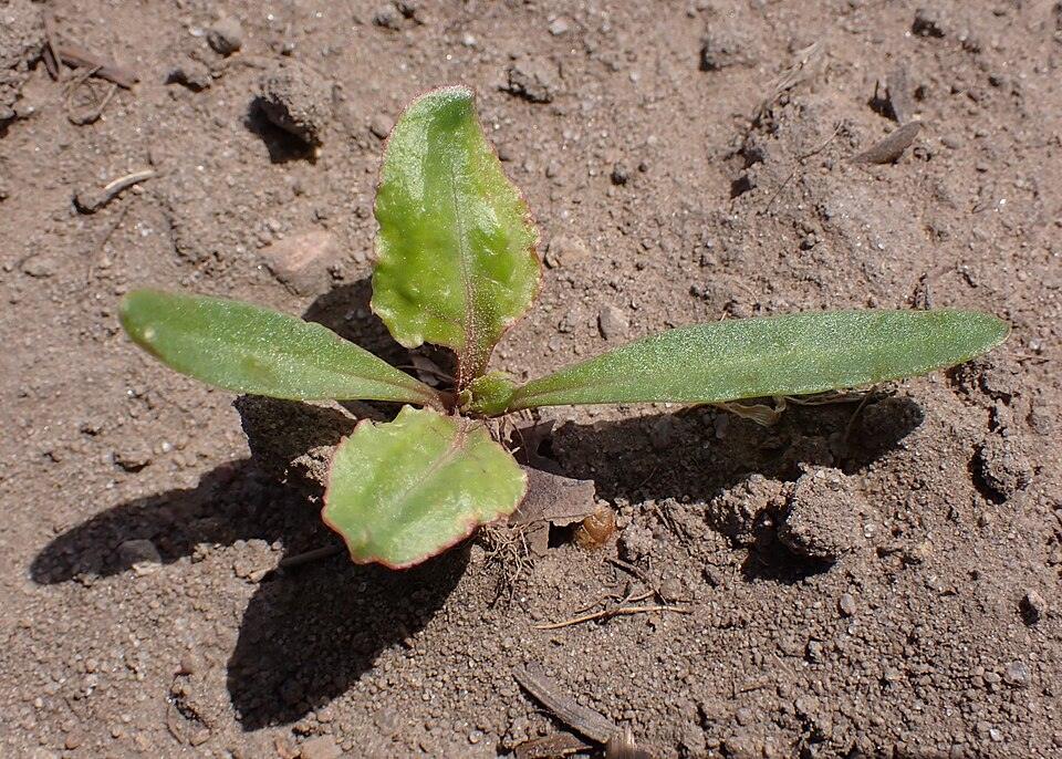 Beets — Young
