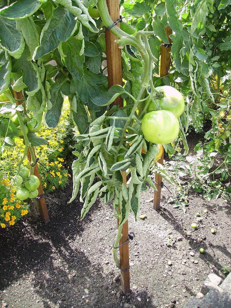 Tomato (Big Beef) — Growing
