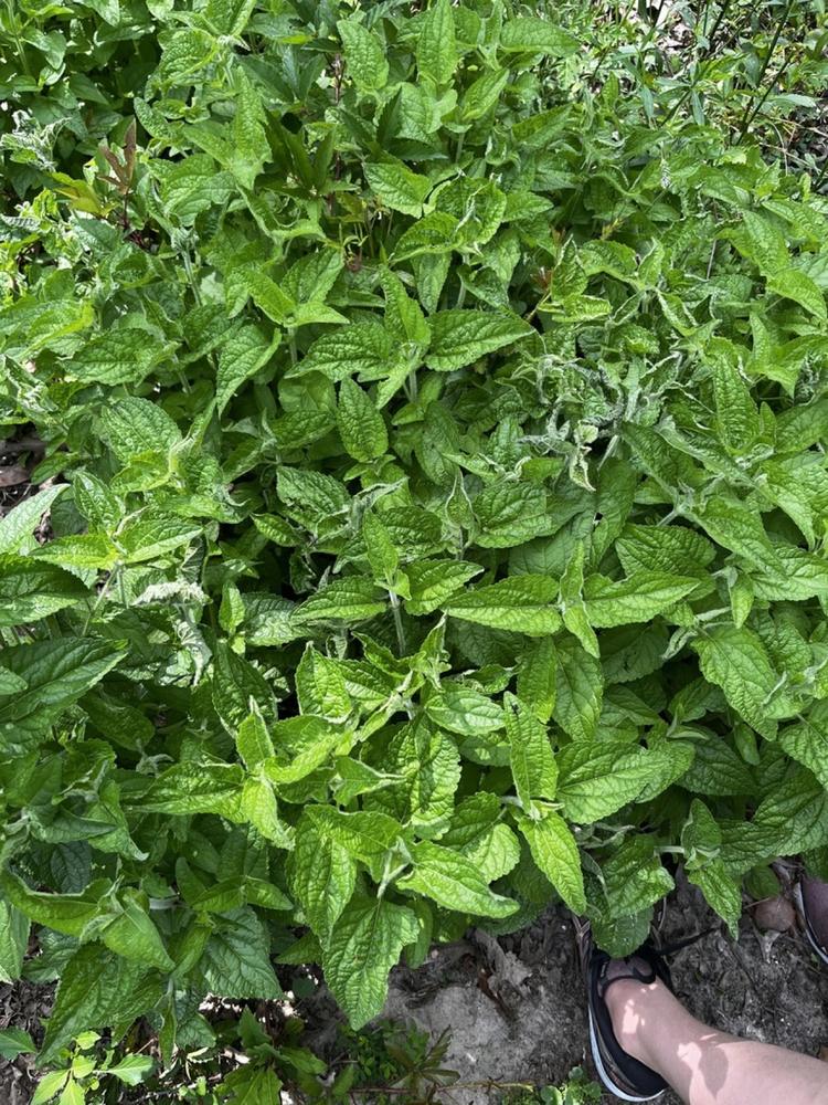 Blue Mistflower — Growing