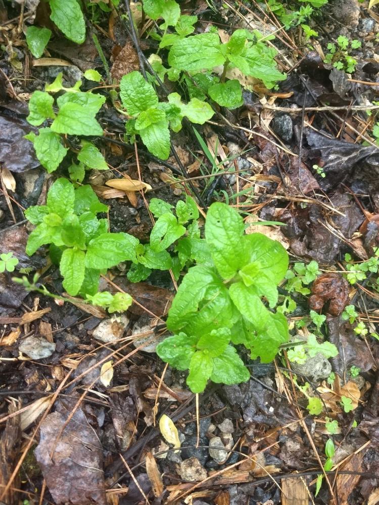 Blue Mistflower — Young
