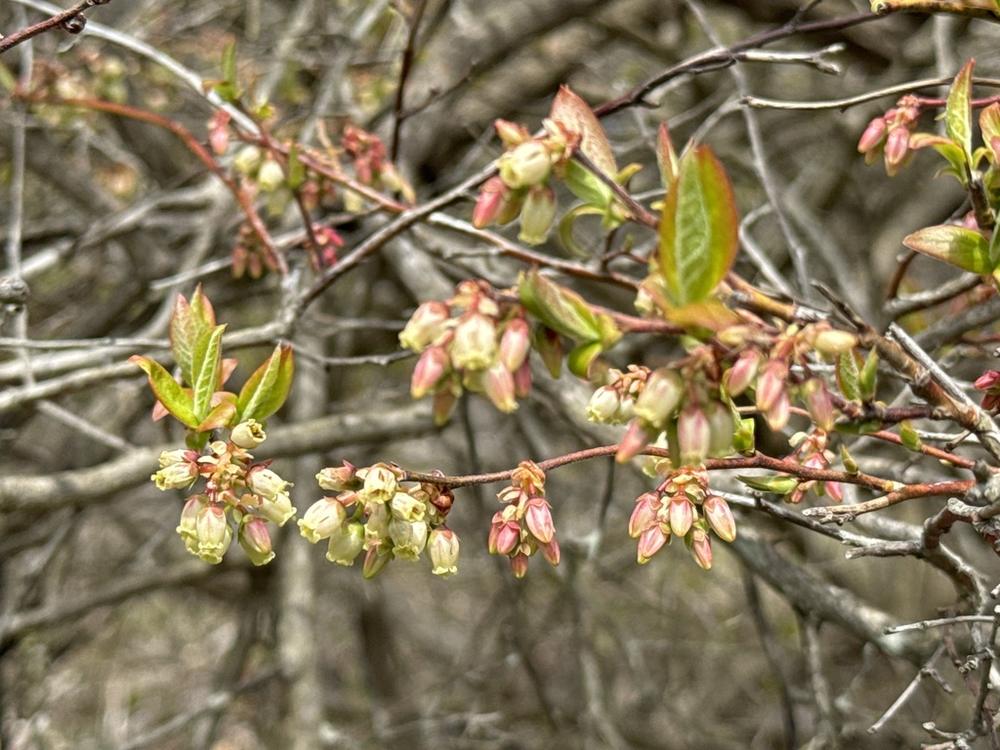 Blueberry — Growing