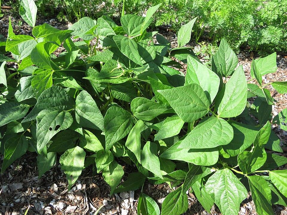 Blue Lake Beans — Growing