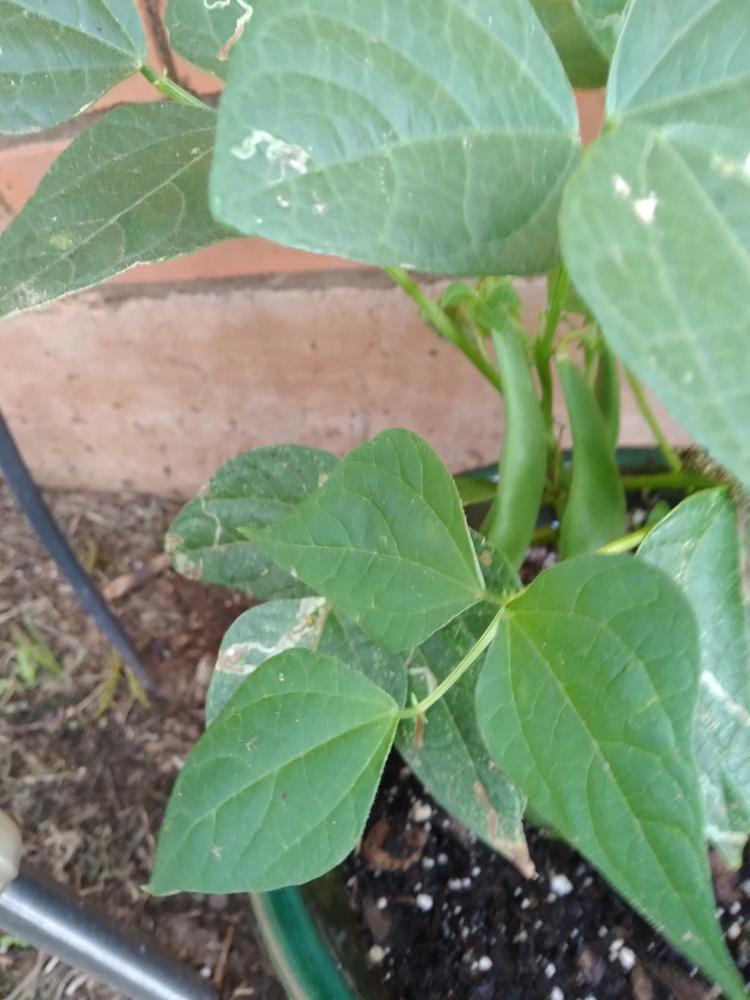 Blue Lake Beans — Young