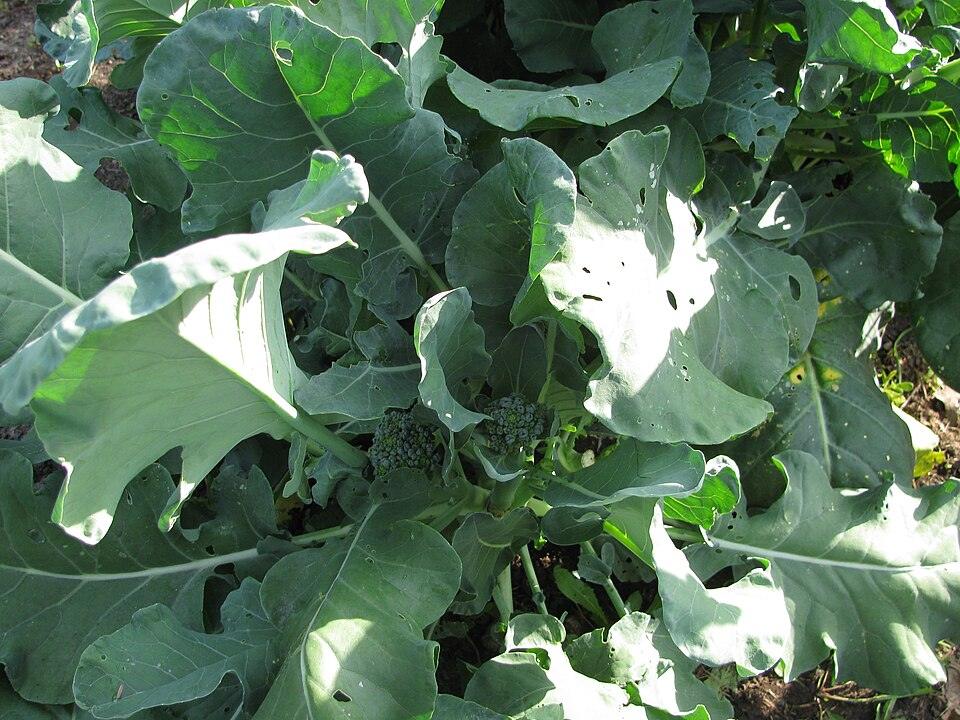 Broccoli — Growing