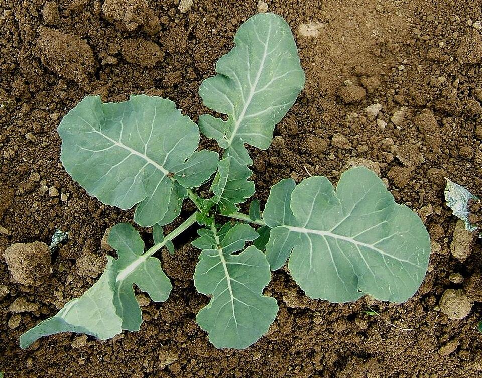 Broccoli — Young