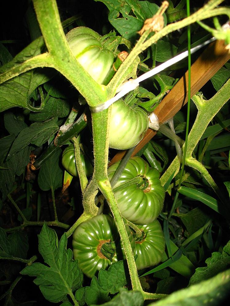 Tomato (Brandywine) — Growing