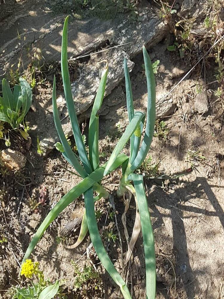 Evergreen Bunching Onion — Growing