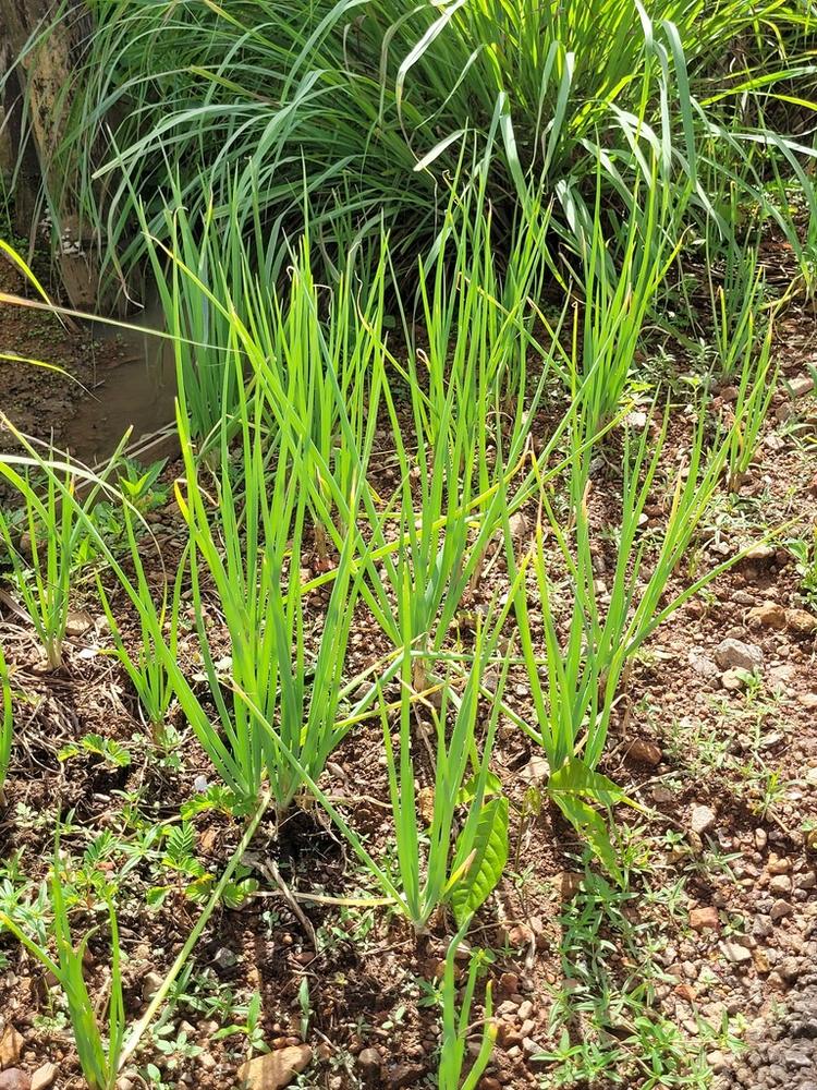 Evergreen Bunching Onion — Young
