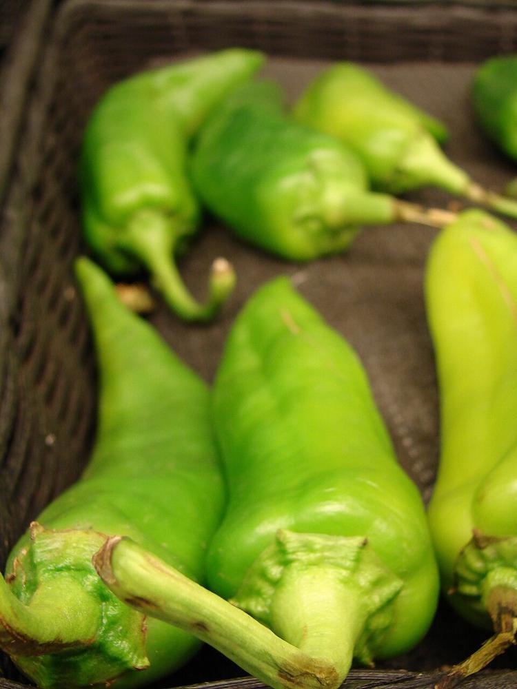 Pepper (Burrito) — Growing