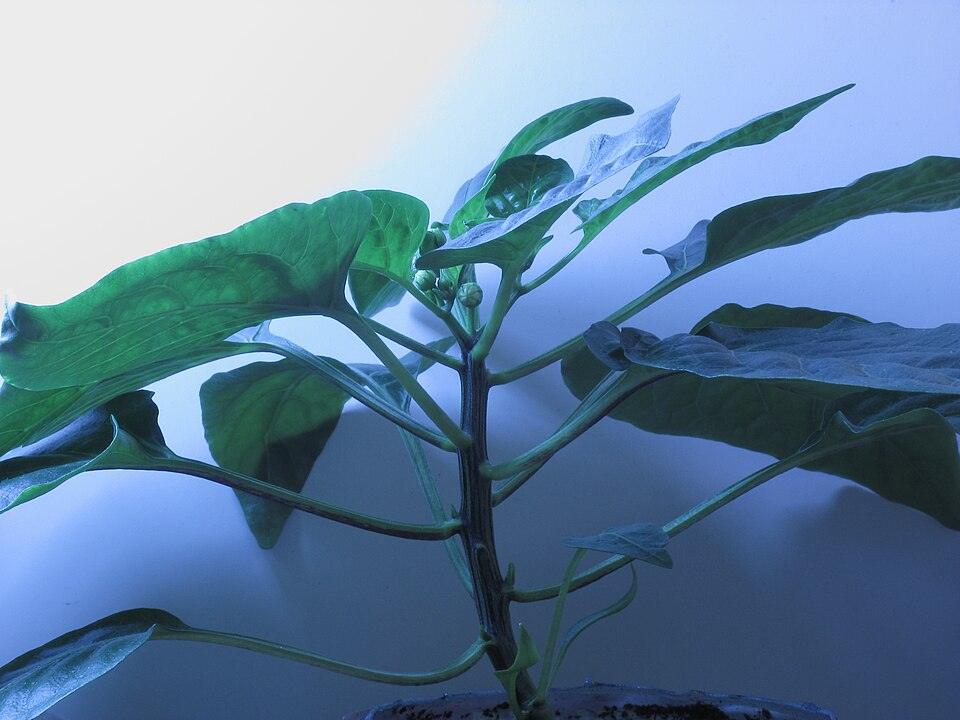 Pepper (Cajun Belle) — Growing