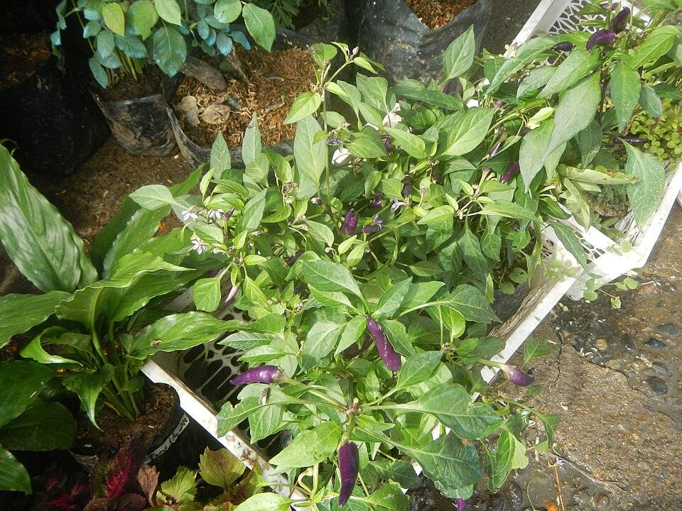 Pepper (Purple Cayenne) — Growing