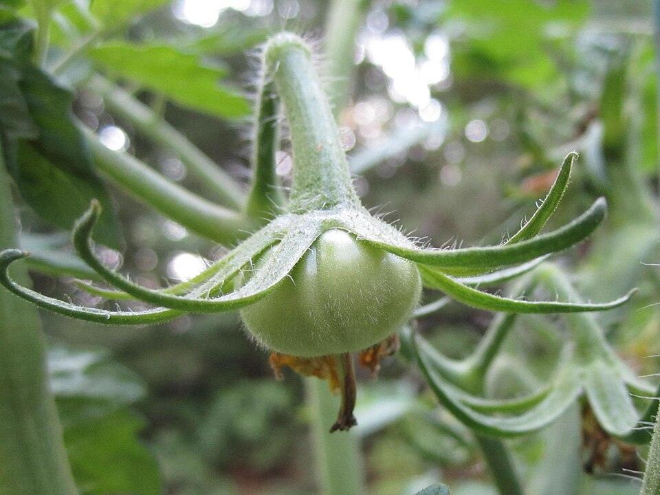 Tomato (Cherokee Purple) — Growing