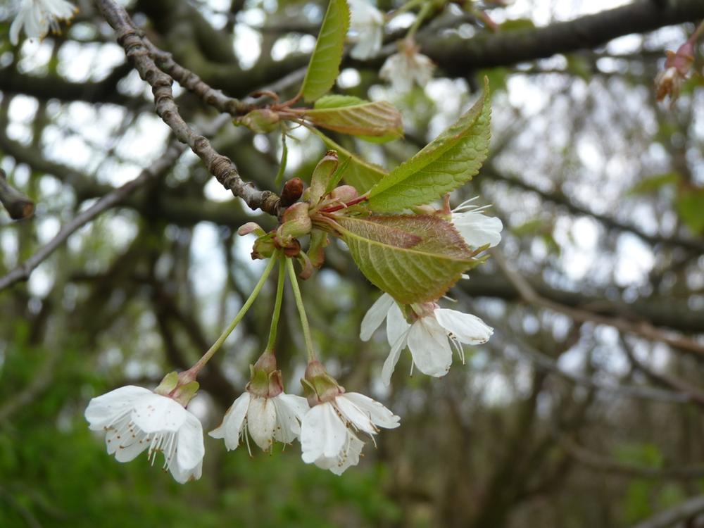 Cherry Tree — Growing