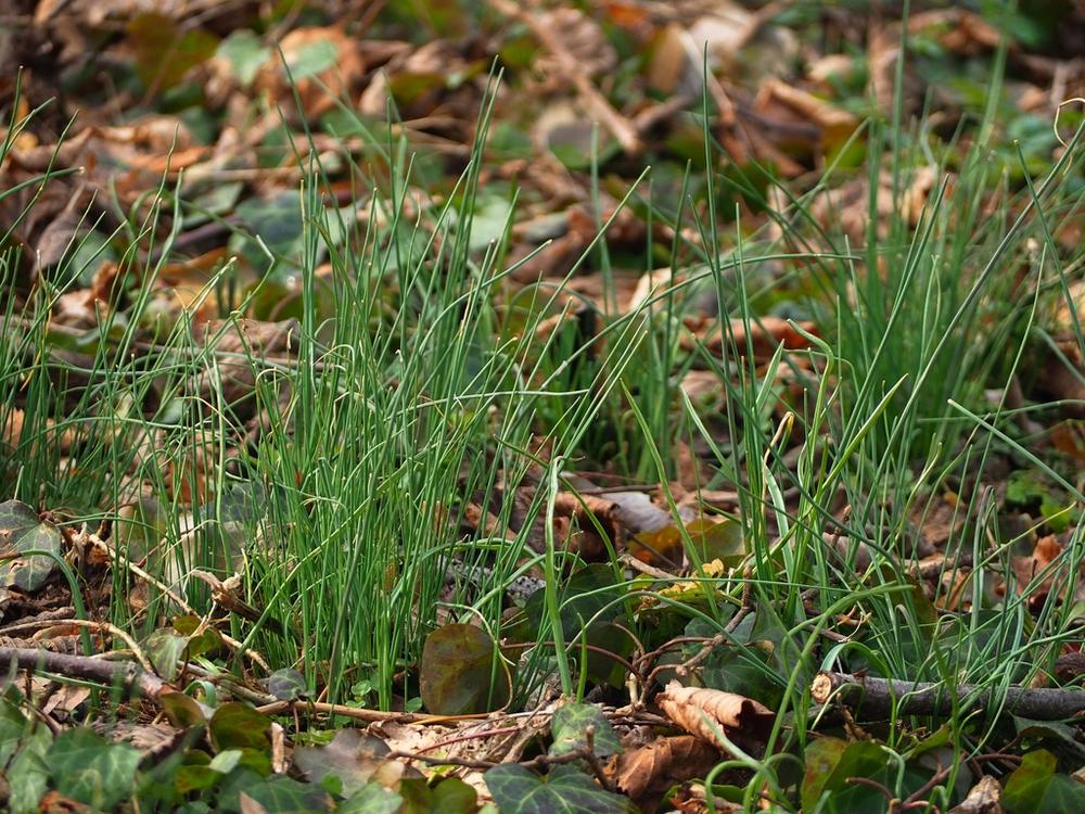 Chives — Growing