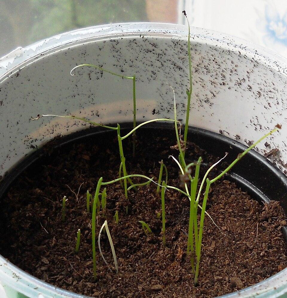Chives — Young