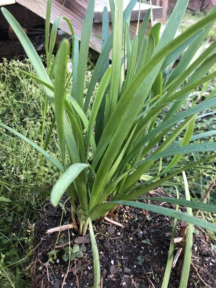 Garlic Chives — Growing