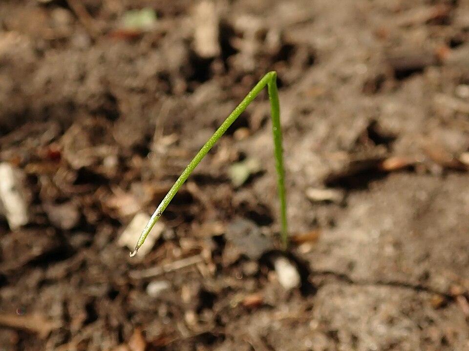 Garlic Chives — Young