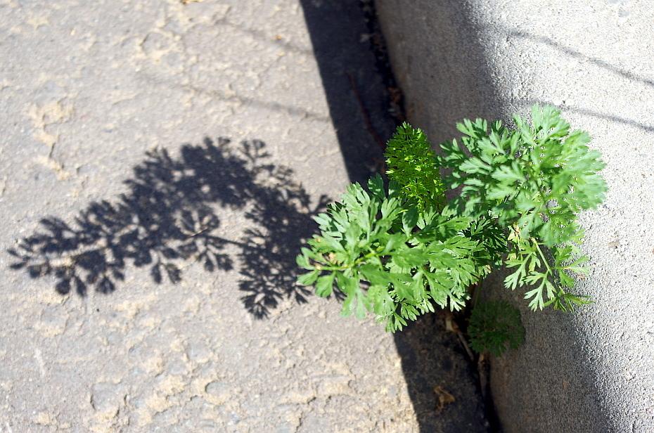 Cilantro — Growing