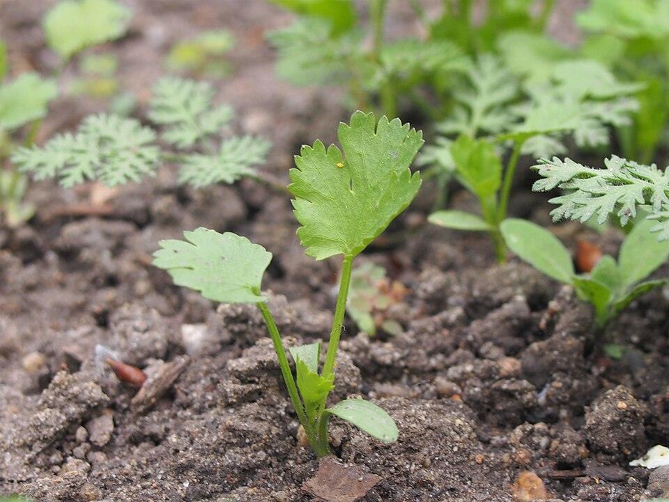 Cilantro — Young