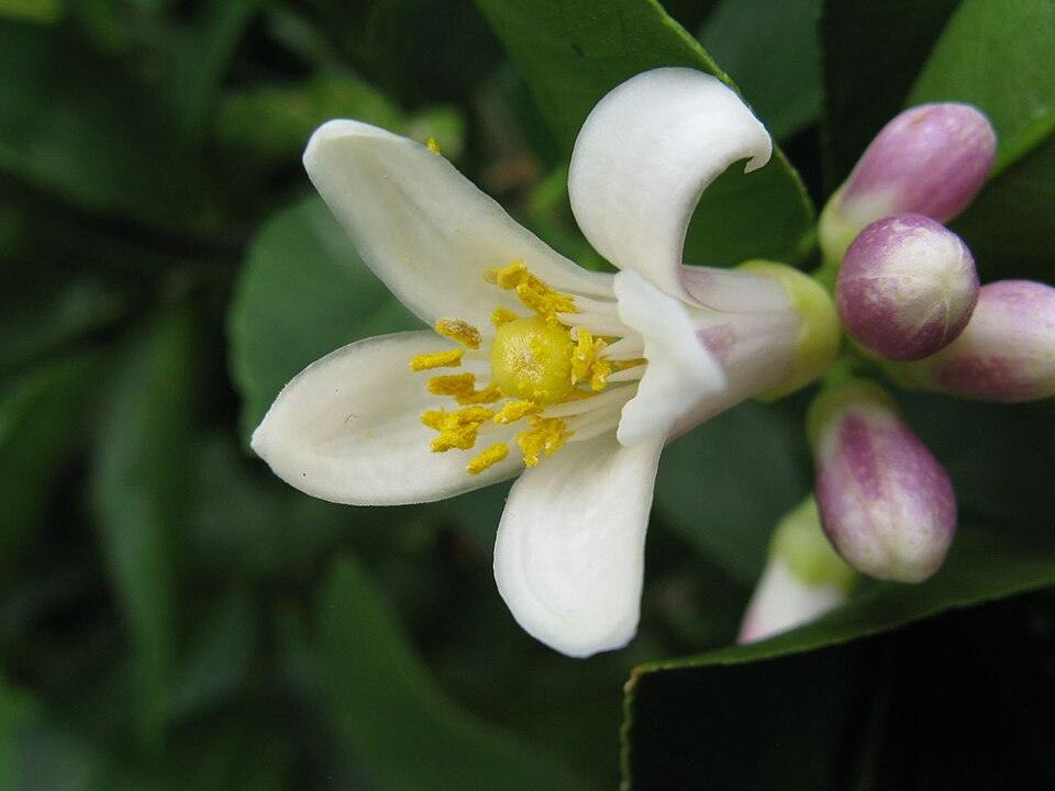 Citrus (greenhouse) — Growing