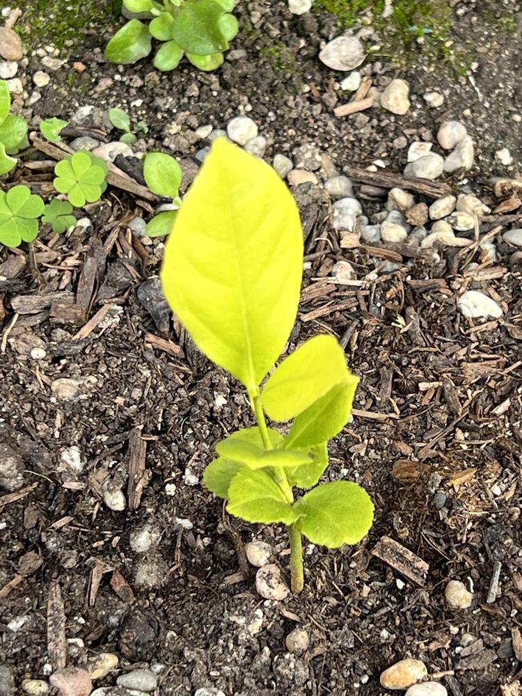 Citrus (greenhouse) — Young