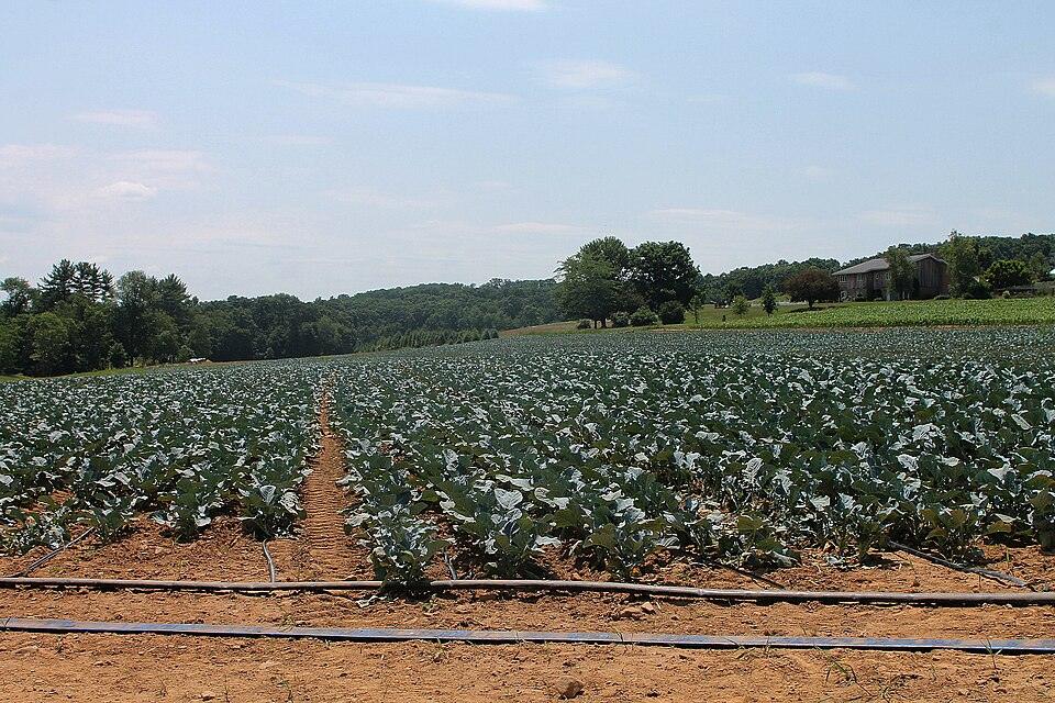 Collards — Growing