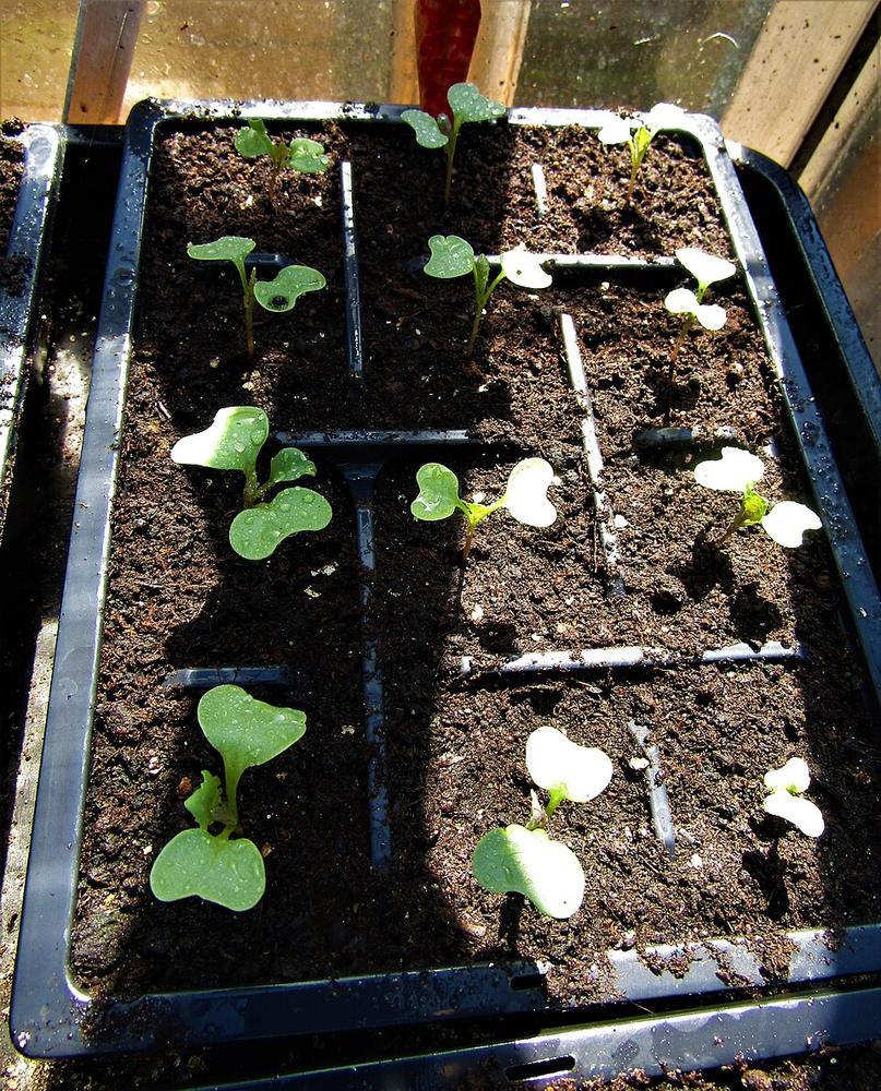 Collards — Young
