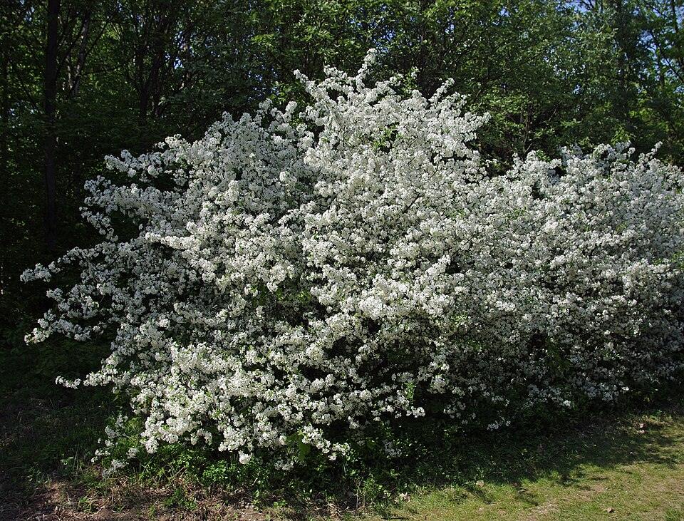 Sargent Crabapple ×2 — Growing