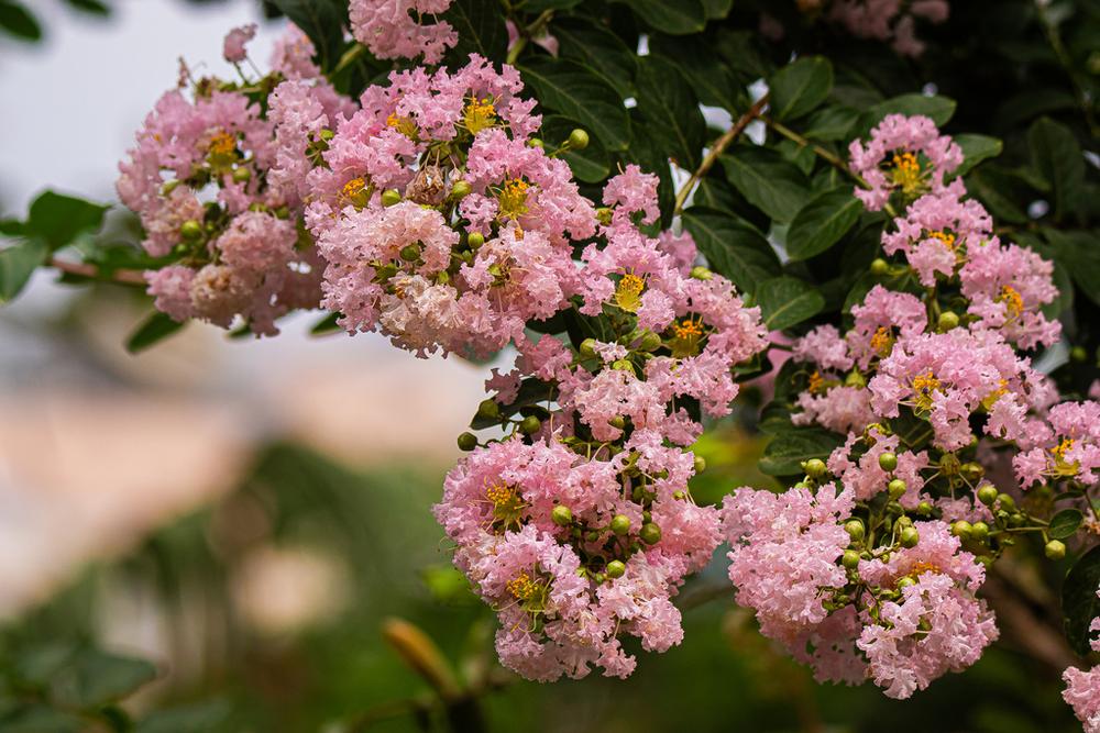 Crape Myrtle ×2 — Growing