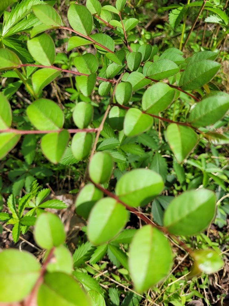 Crape Myrtle ×2 — Young