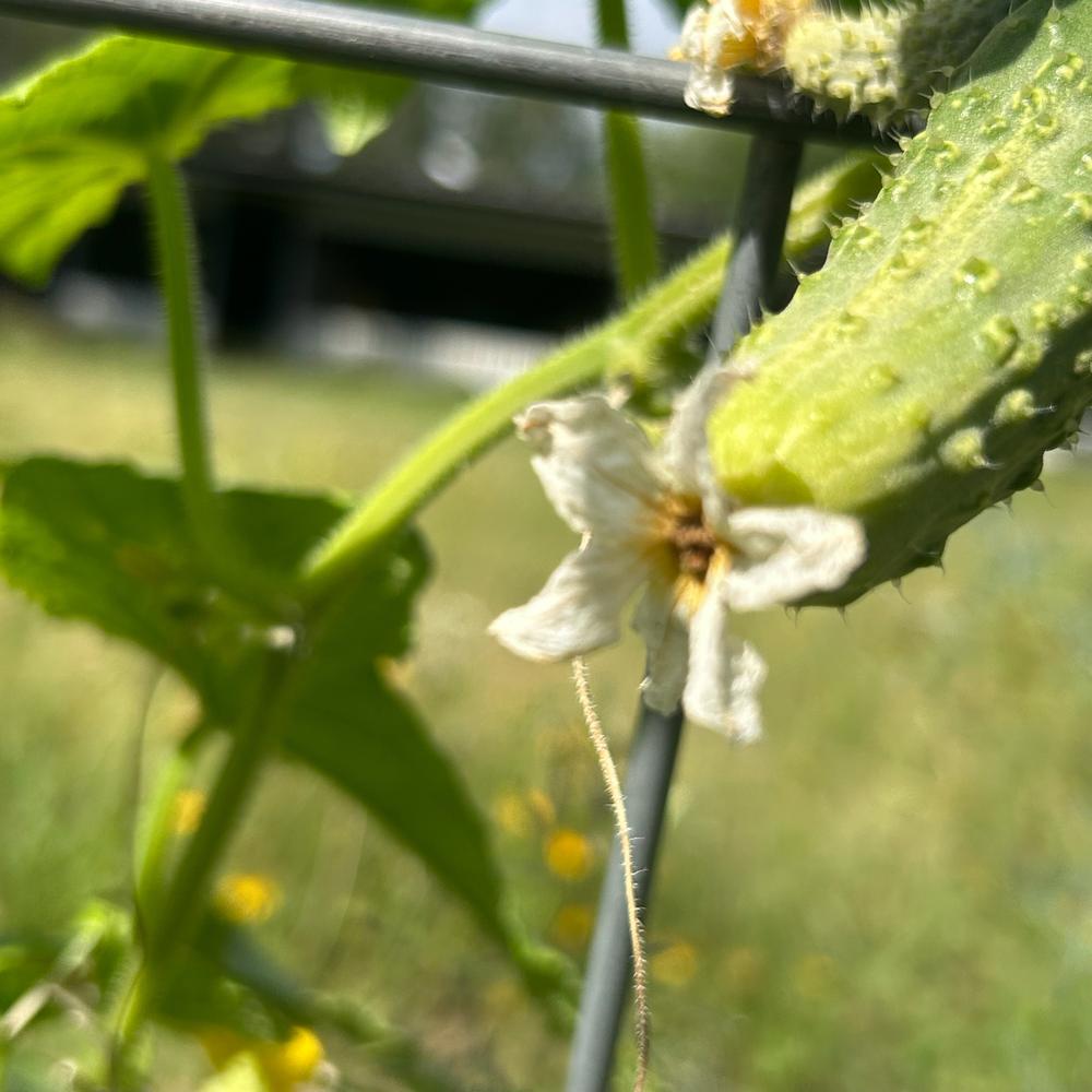 Cucumbers — Growing