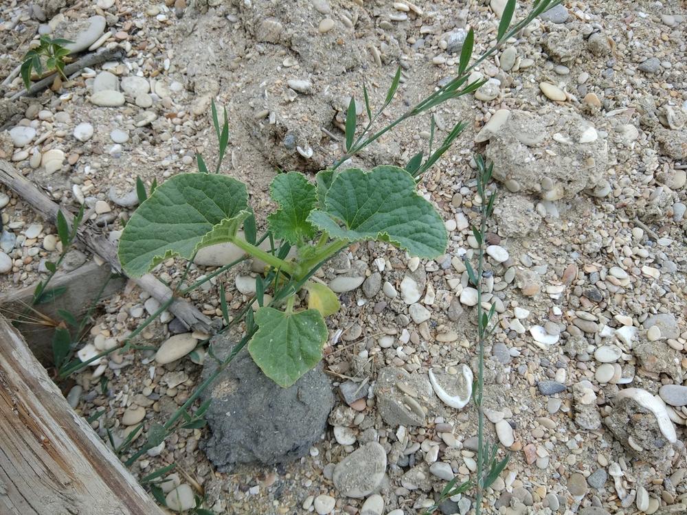Cucumbers — Young