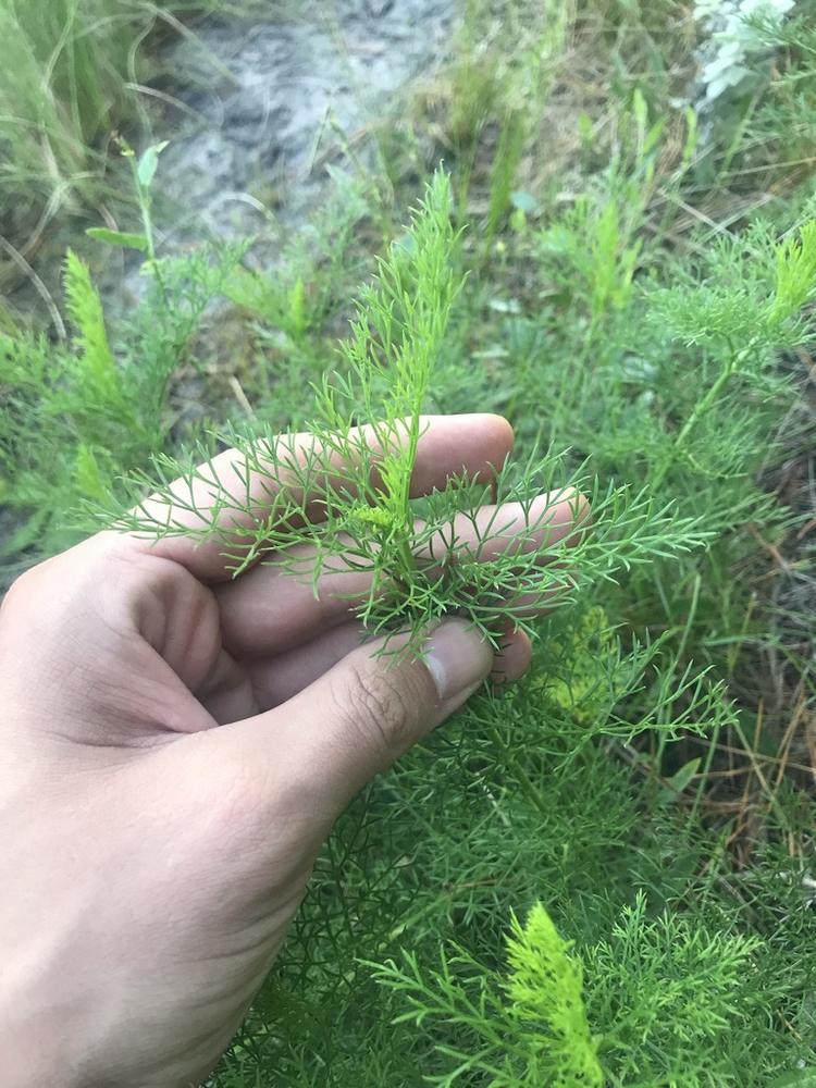 Dill — Growing