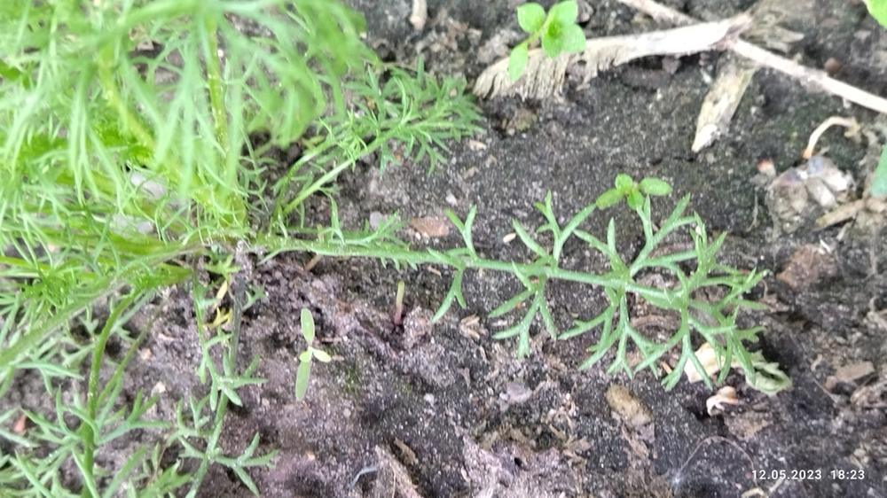 Dill — Young